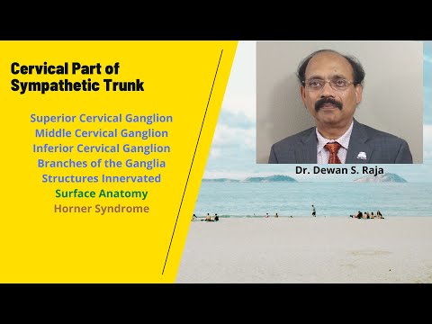 Cervical Part of the Sympathetic Trunk