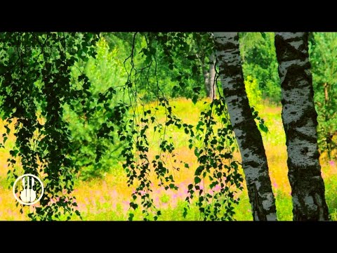 Fåglar som sjunger i sommarskog och ängljud för att koppla av och sova