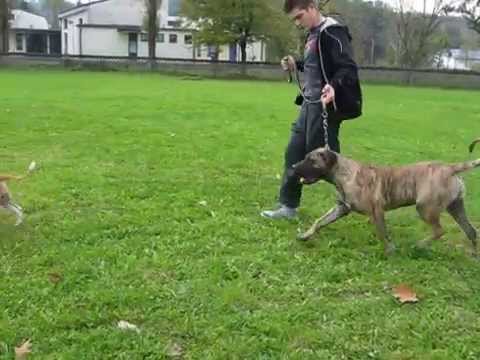 Somalia Goldenwings 9 months