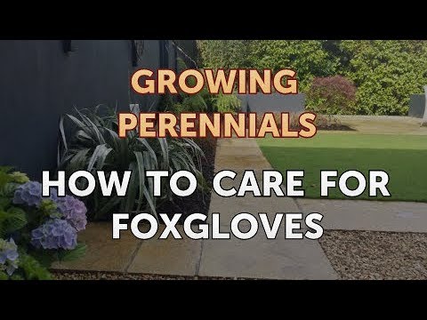 Can I Propagate a Peony From a Cutting