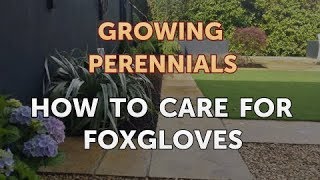 How to Care for Foxgloves