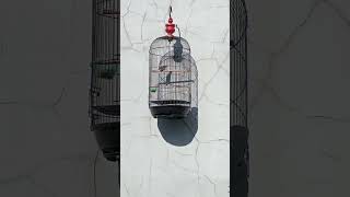 Download lagu Burung pelanduk semak gacor suara besetan tajam#masteranmuraibatu#pelanduksemak#kicaumanianusantara mp3