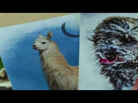 Rövid bemutató a játék elemeiről - Állati Árverés