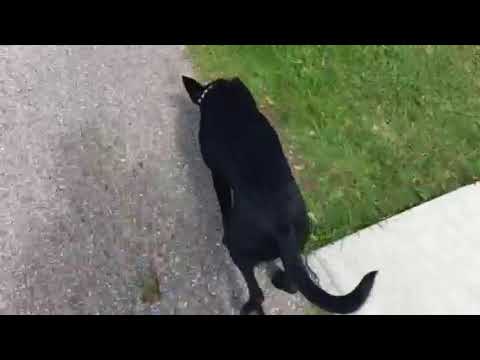 9/13 -  Bo Duke - Park Walk 2