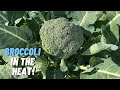 HOW TO GROW BROCCOLI - The Steps Every Gardener Needs to Know