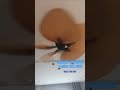 Fanimation Islander Ceiling Fans My Old One Lost Its Sound