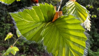 Goddess Amaryllis