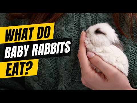 What Do Baby Rabbits Eat? Your Complete Guide to Bunny Nutrition!