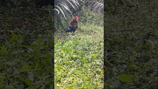Download lagu Pikat Sampe Terdiam Dengar Kokok Liar #mikatayamhutan #pikatayamhutan mp3 Download lagu Pikat Sampe Terdiam Dengar Kokok Liar #mikatayamhutan #pikatayamhutan mp3