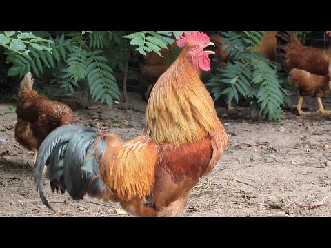 Rooster Crowing Compilation - Rooster Crowing Sounds