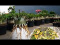 How To Anticipate And Cause Yellowing Of Adenium Leaves Desert Rose Bonsai