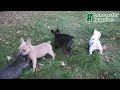 French Bulldog dogs for sale: Foxy - Video 1