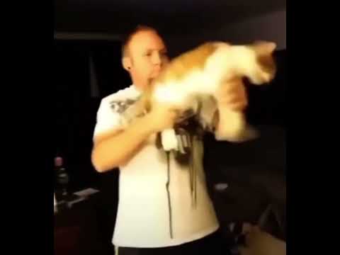 Ak47 #ak47 #cat #gun