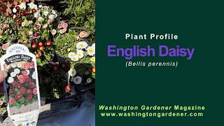 English Daisy Plant Profile