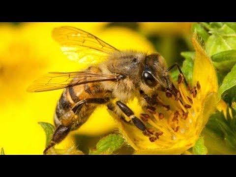 download lagu mp3 mp4 How To Make Bee Nectar, download lagu How To Make Bee Nectar gratis, unduh video klip How To Make Bee Nectar