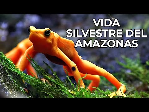 El Mundo Salvaje: La Selva Amazónica | Free Documentary Nature -  Español