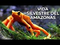 El Mundo Salvaje: La Selva Amazónica | Free Documentary Nature -  Español