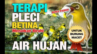 Download lagu TERBARU TERAPI PLECI BUKA PARUH 1 JAM [SUARA HUJAN & PLECI BETINA] mp3