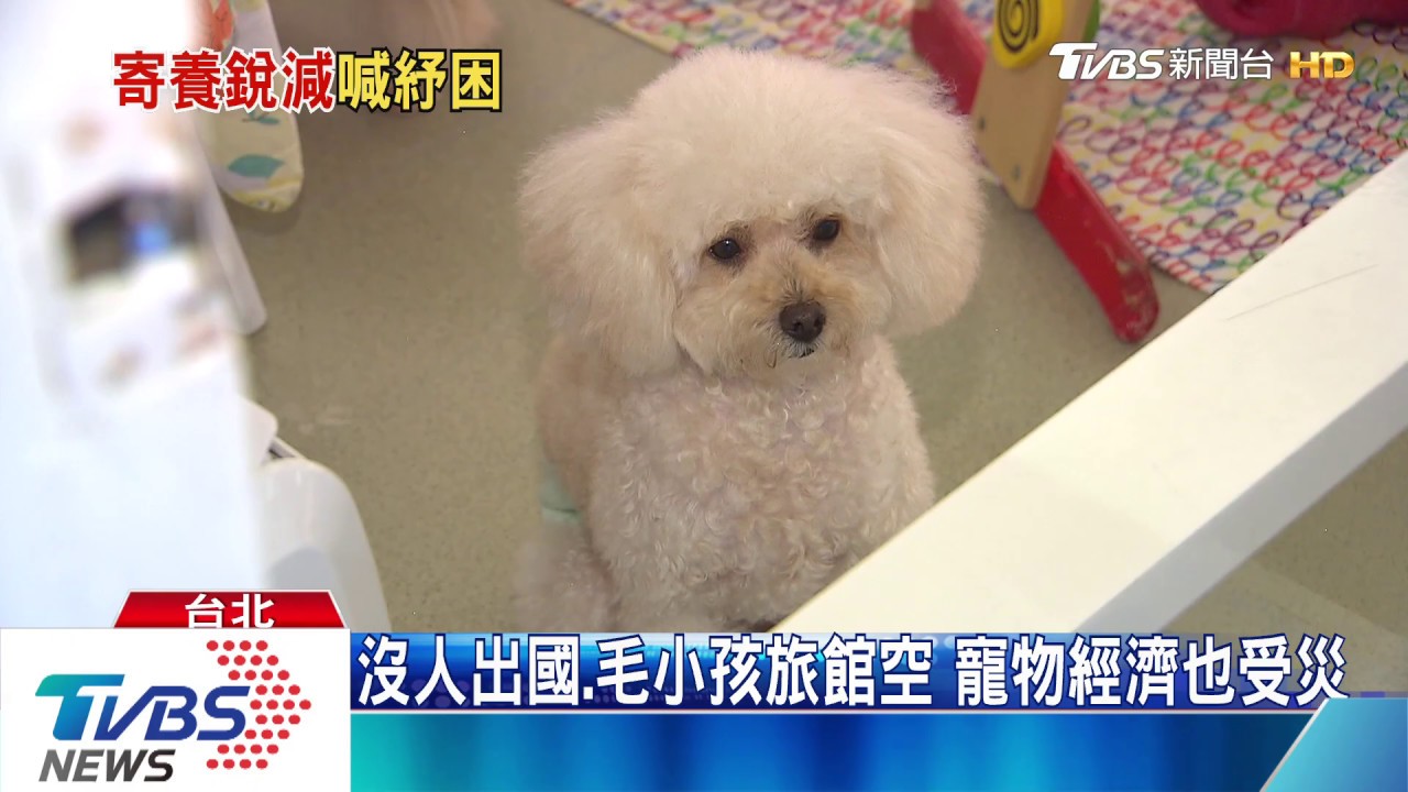 農委會給萬元紓困補助 寵物業也想要