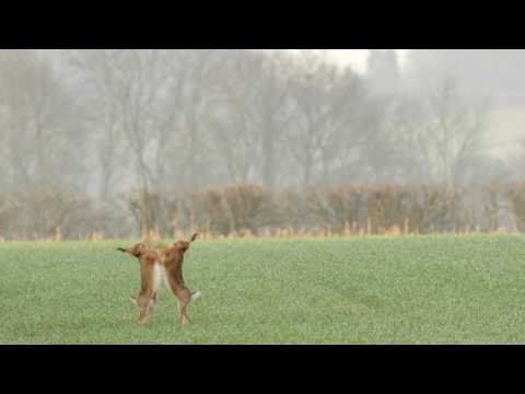 Two male brown hares (Lepus europaeus) boxing, chasing a female, England
