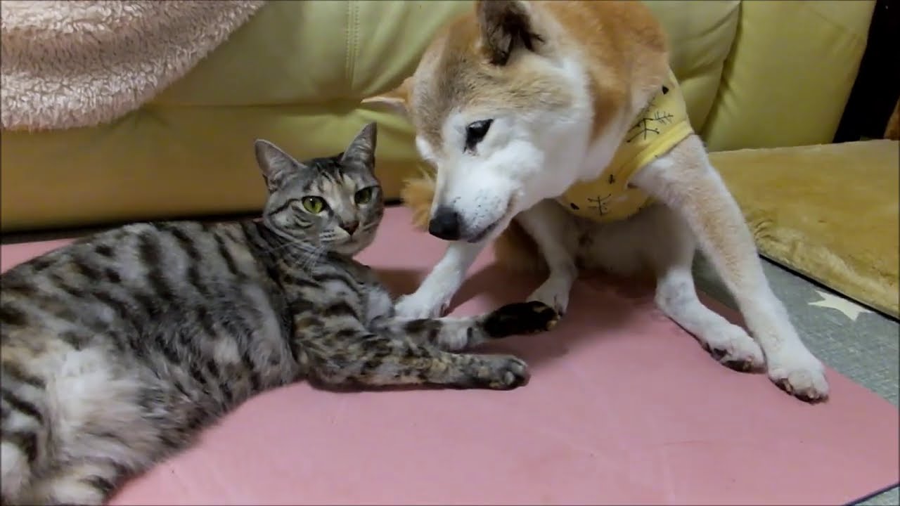 散歩後のおばあちゃん柴犬をねぎらう猫