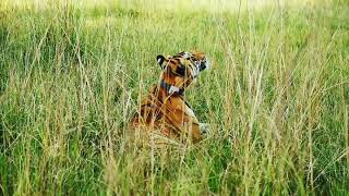 preview picture of video 'Choti Tara cub relaxing in grassland near lake in tadoba andhari tiger reserve'