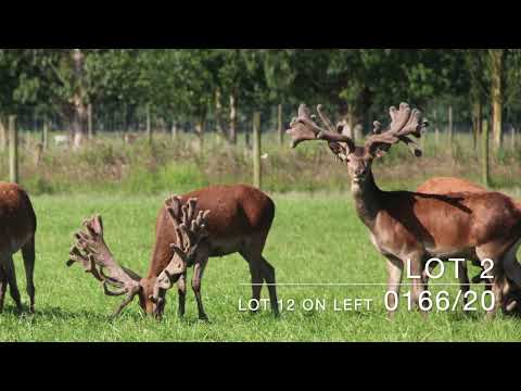 DGNZ sneak peek for our upcoming 2yr Sire Stag Sale 2023