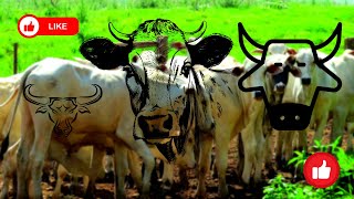 GLOBO RURAL 01/10/2023 COMPLETO DOMINGO