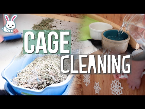 Cleaning The Rabbit Cage