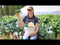 How We Eat In The Summer 2 Days Harvesting Cooking Preserving