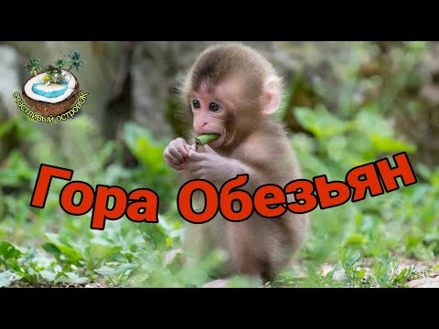 🐒 Всё отдали обезьянам 🐵