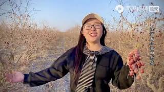 农村悦悦：一首经典歌曲《红枣树》太好听了，唱出百万粉丝女主播的心声