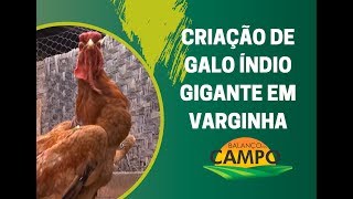 Miniatura do vídeo