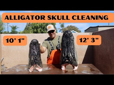 HUGE ALLIGATOR SKULL CLEANING