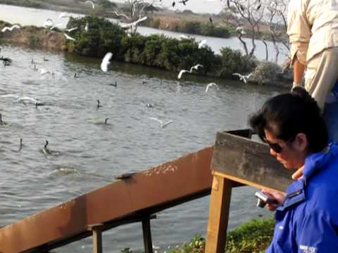 Thousands of birds in action