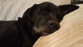 Snoopy's Injury (5), GoFundMe / Paypal.Me