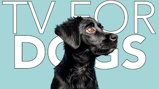 VIRTUAL DOG TV: Exciting and Fun Adventures for Dogs with Music!