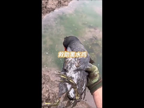 Man catches a moorhen in his plastic mulch, and the bird immediately plays dead&mdash;so sly! #Cheering...