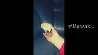 Napos csibék és a gyerekek