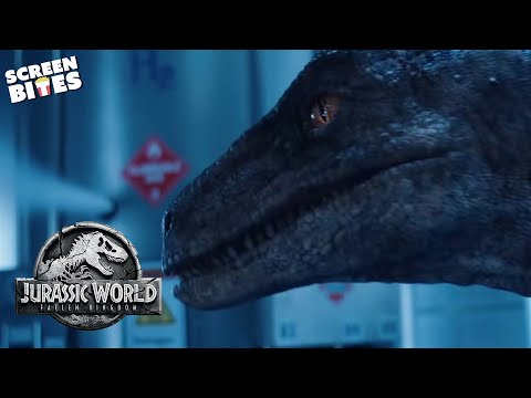 No One Can Stop the Velociraptor! | Jurassic World: Fallen Kingdom (2018) | Screen Bites