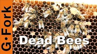 Dead Hive & Winter Feeding : Beekeeping 101