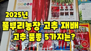 괴산청결 고추 모종키우기 품종 2025 풀뿌리농장 심을 품종 소개 코레곤 세븐스타 칼탄에이스 바른씨드 트리플…