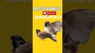 Download lagu Suara Burung GEREJA TARUNG Jernih Masteran Murai... mp3