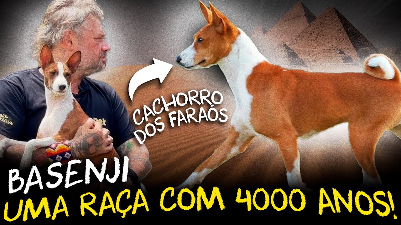 BASENJI: O MISTERIOSO CÃO AFRICANO COM 4000 ANOS DE HISTÓRIA