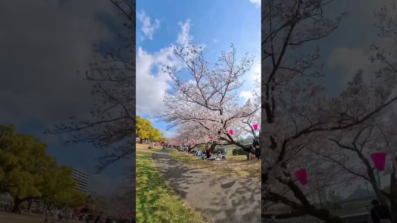 Spring Rules in Japan