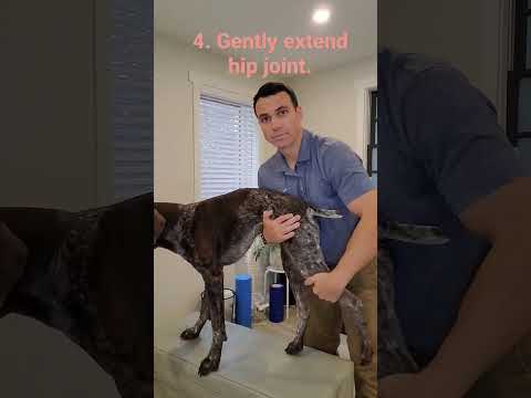 How to stretch your dog's hips with a tight back end.