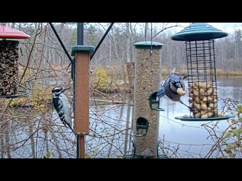 Peanut-Crazed Blue Jays Grab And Go At Cornell Feeders – Nov. 14, 2023