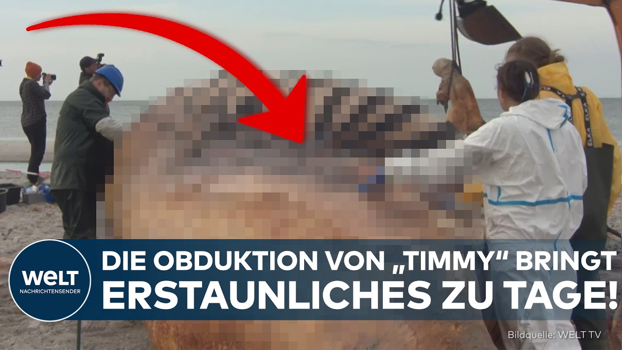 TIMMY WAR EIN WEIBCHEN: Nichts für schwache Nerven! Was die Obduktion des Buckelwals enthüllt
