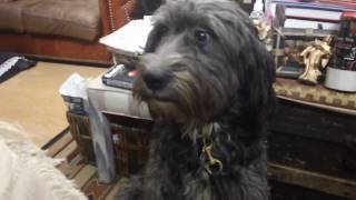 IN Loving Memory of UVPCGG Best companion Shaggy