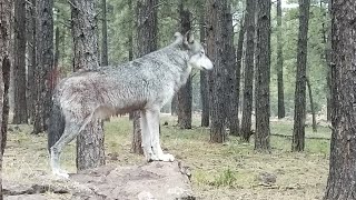 Dangerous Wildlife (Official Music Video) by Dangerous Wildlife